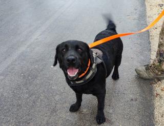 A search dog Sardelle from Simferopol rescued people in the area of special military operation. 
